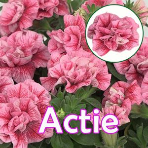 Bild von Petunia P12 "Actie" Double Pink Red Veins